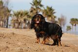 CAVALIER KING CHARLES 476